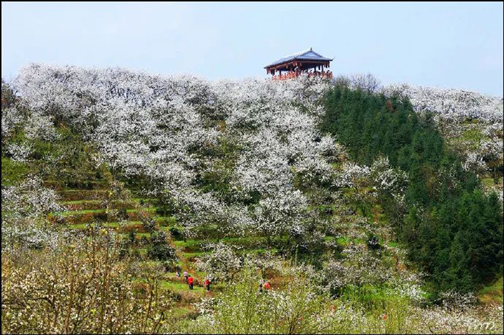 【春天,广西桂林灌阳县向您发出邀请!】我们在灌阳看梨花 - 游山玩水 - 芜湖生活社区 - 芜湖28生活网 wuhu.28life.com