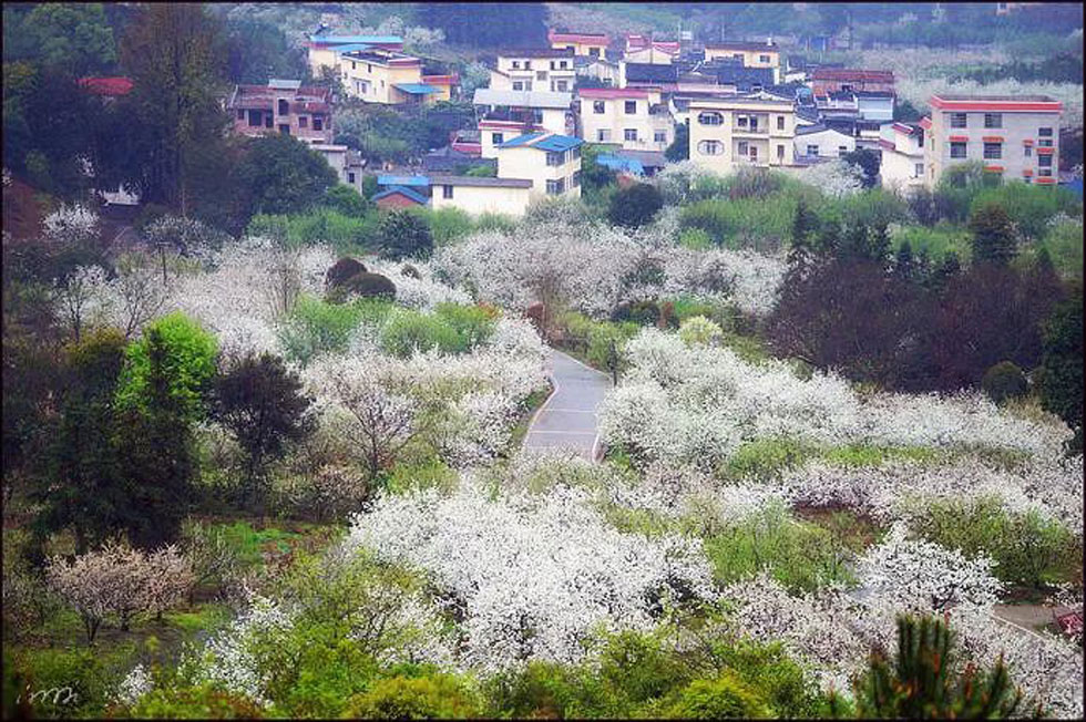 【春天,广西桂林灌阳县向您发出邀请!】我们在灌阳看梨花 - 游山玩水 - 芜湖生活社区 - 芜湖28生活网 wuhu.28life.com
