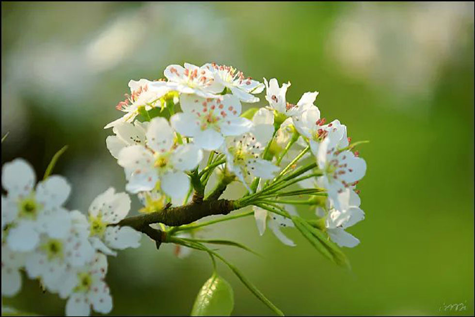 【春天,广西桂林灌阳县向您发出邀请!】我们在灌阳看梨花 - 游山玩水 - 芜湖生活社区 - 芜湖28生活网 wuhu.28life.com