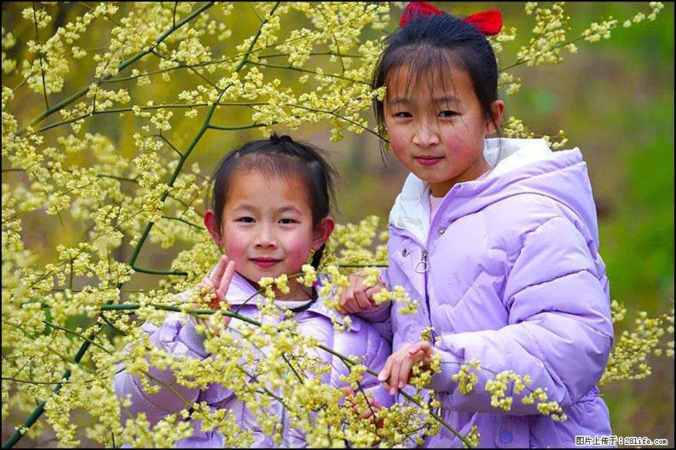【春天,广西桂林灌阳县向您发出邀请!】米珠山前有片山苍子花在飘香 - 游山玩水 - 芜湖生活社区 - 芜湖28生活网 wuhu.28life.com