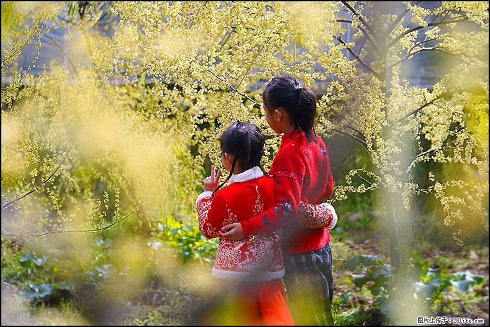 【春天,广西桂林灌阳县向您发出邀请!】米珠山前有片山苍子花在飘香 - 游山玩水 - 芜湖生活社区 - 芜湖28生活网 wuhu.28life.com