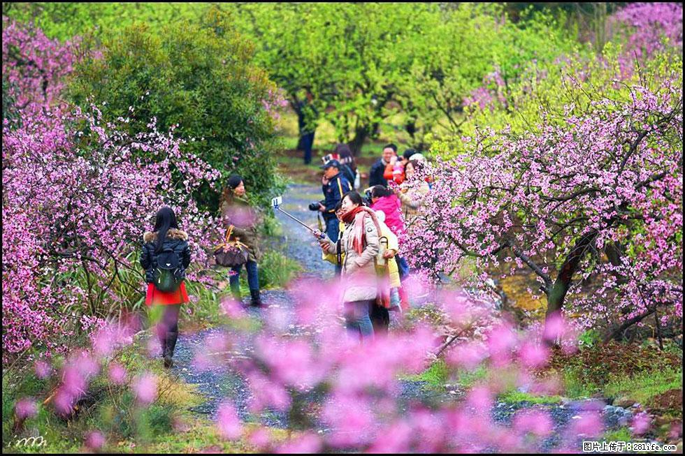 【春天,广西桂林灌阳县向您发出邀请!】官庄村有个醉美的桃花园 - 游山玩水 - 芜湖生活社区 - 芜湖28生活网 wuhu.28life.com