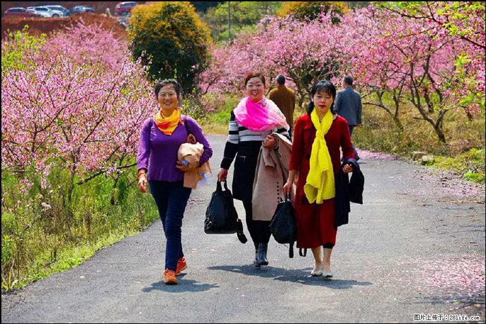 【春天,广西桂林灌阳县向您发出邀请!】官庄村有个醉美的桃花园 - 游山玩水 - 芜湖生活社区 - 芜湖28生活网 wuhu.28life.com