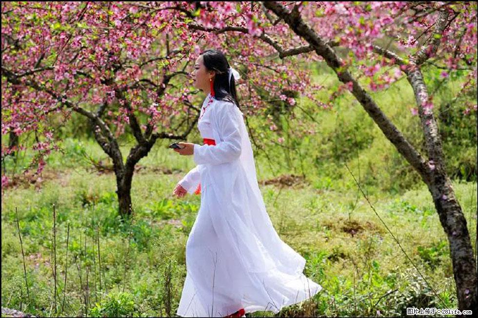 【春天,广西桂林灌阳县向您发出邀请!】官庄村有个醉美的桃花园 - 游山玩水 - 芜湖生活社区 - 芜湖28生活网 wuhu.28life.com