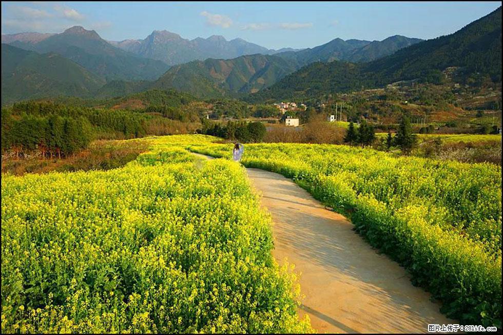 【春天,广西桂林灌阳县向您发出邀请!】长坪村油菜盛情花开 - 游山玩水 - 芜湖生活社区 - 芜湖28生活网 wuhu.28life.com