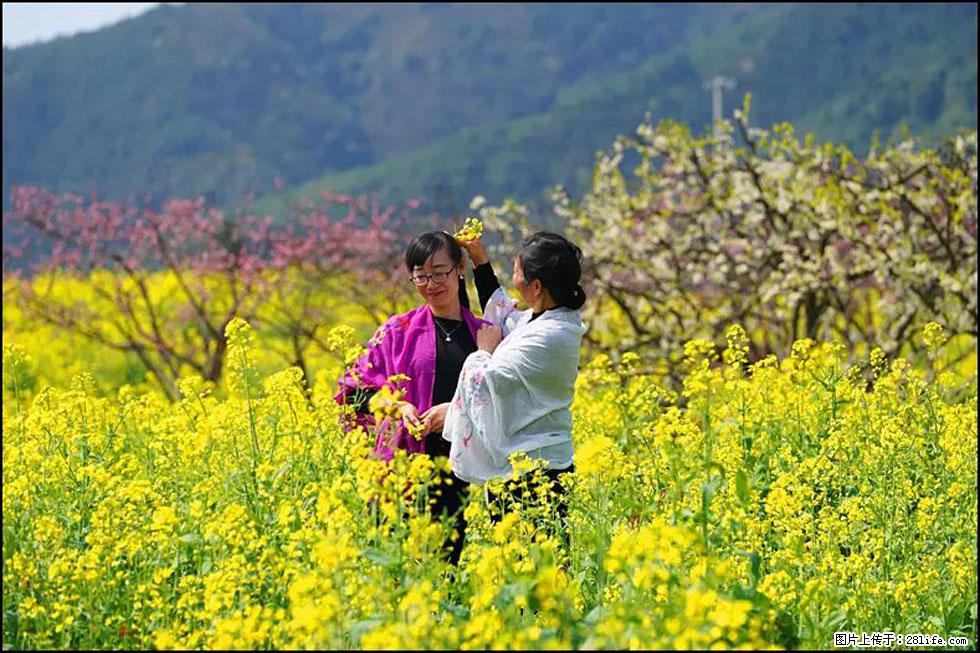 【春天,广西桂林灌阳县向您发出邀请!】长坪村油菜盛情花开 - 游山玩水 - 芜湖生活社区 - 芜湖28生活网 wuhu.28life.com