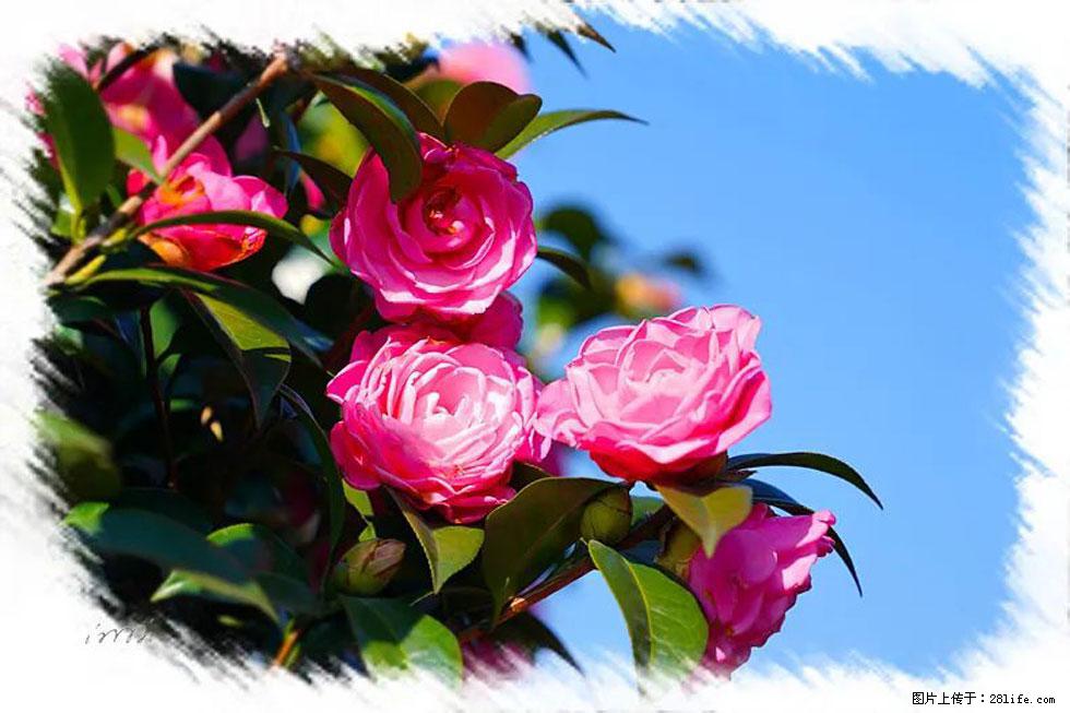 【春天,广西桂林灌阳县向您发出邀请!】杨柳井茶花惹人爱 - 游山玩水 - 芜湖生活社区 - 芜湖28生活网 wuhu.28life.com