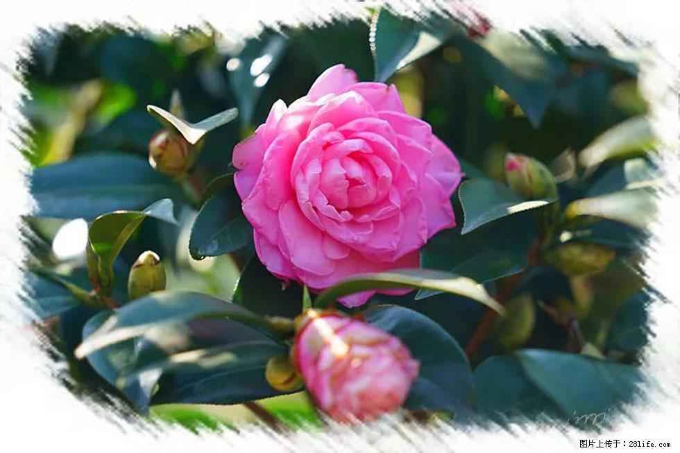 【春天,广西桂林灌阳县向您发出邀请!】杨柳井茶花惹人爱 - 游山玩水 - 芜湖生活社区 - 芜湖28生活网 wuhu.28life.com