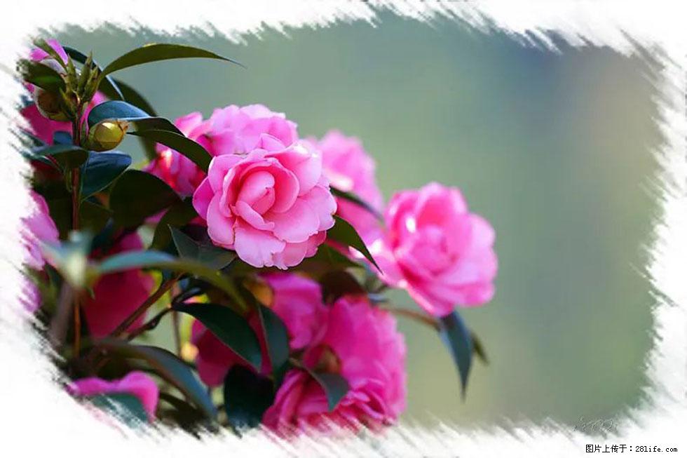 【春天,广西桂林灌阳县向您发出邀请!】杨柳井茶花惹人爱 - 游山玩水 - 芜湖生活社区 - 芜湖28生活网 wuhu.28life.com