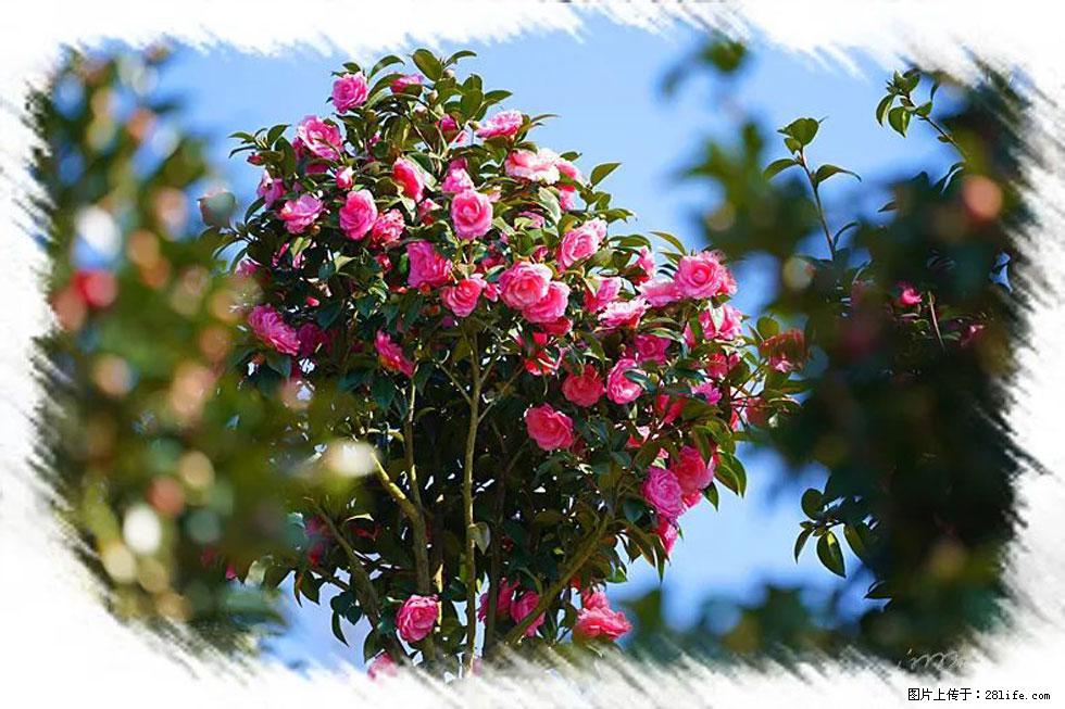 【春天,广西桂林灌阳县向您发出邀请!】杨柳井茶花惹人爱 - 游山玩水 - 芜湖生活社区 - 芜湖28生活网 wuhu.28life.com