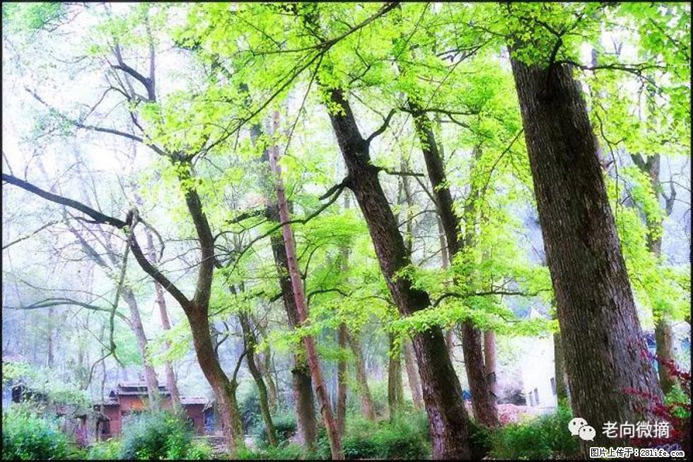 【春天,广西桂林灌阳县向您发出邀请!】在小龙村与春天约会 - 游山玩水 - 芜湖生活社区 - 芜湖28生活网 wuhu.28life.com