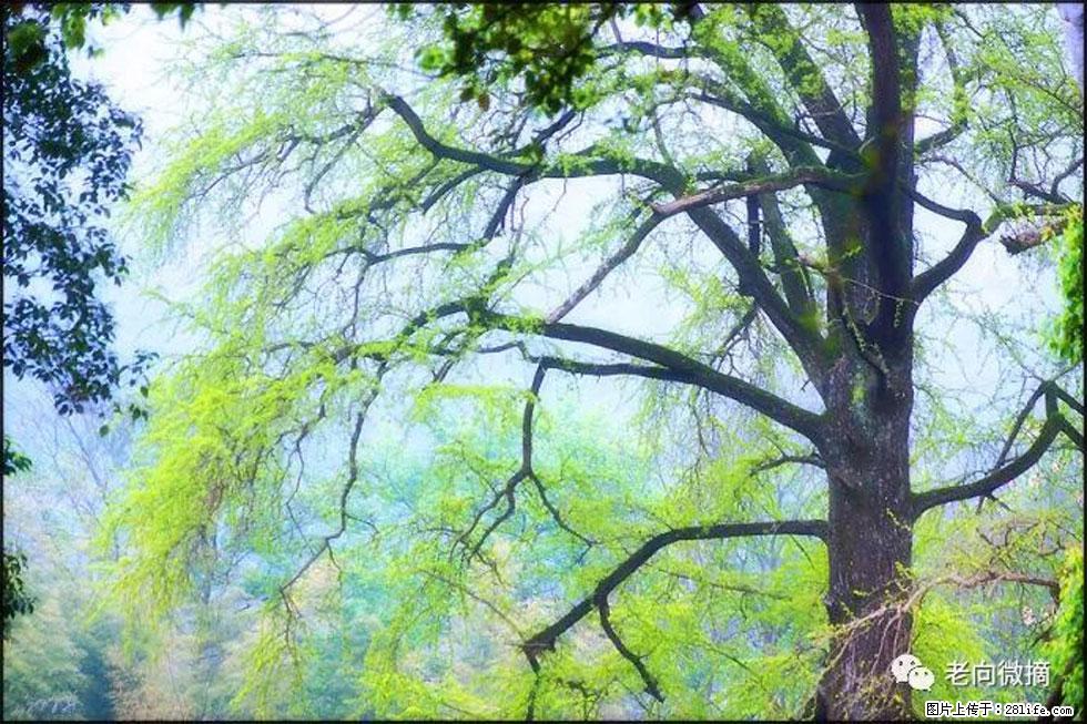 【春天,广西桂林灌阳县向您发出邀请!】在小龙村与春天约会 - 游山玩水 - 芜湖生活社区 - 芜湖28生活网 wuhu.28life.com