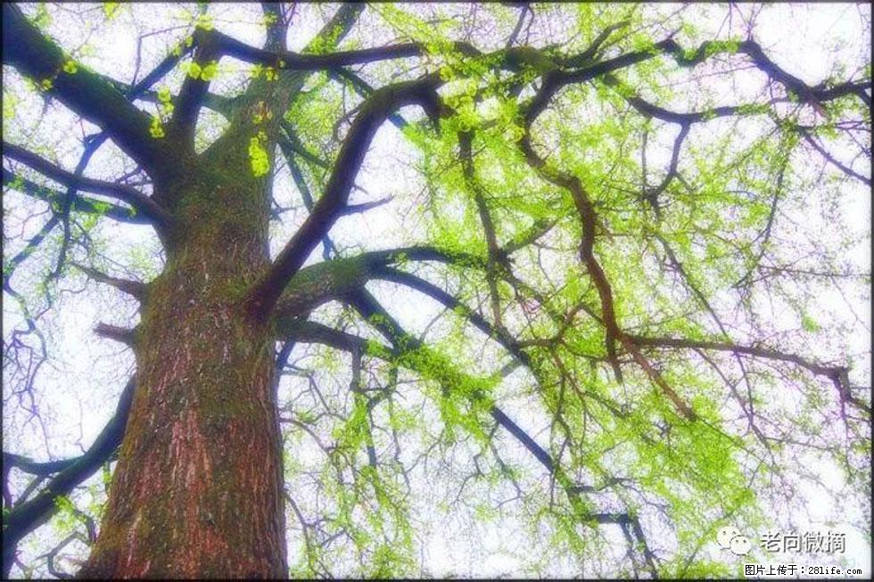【春天,广西桂林灌阳县向您发出邀请!】在小龙村与春天约会 - 游山玩水 - 芜湖生活社区 - 芜湖28生活网 wuhu.28life.com