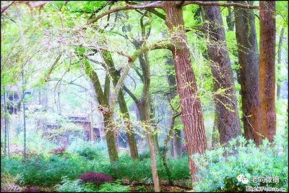 【春天,广西桂林灌阳县向您发出邀请!】在小龙村与春天约会 - 游山玩水 - 芜湖生活社区 - 芜湖28生活网 wuhu.28life.com