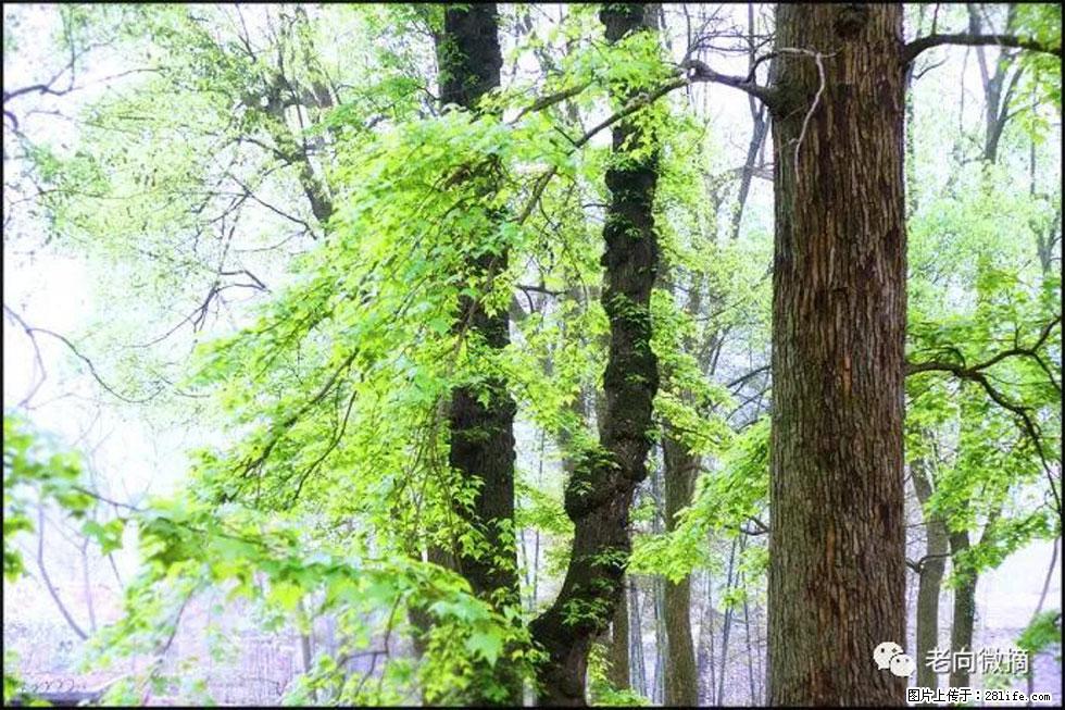 【春天,广西桂林灌阳县向您发出邀请!】在小龙村与春天约会 - 游山玩水 - 芜湖生活社区 - 芜湖28生活网 wuhu.28life.com