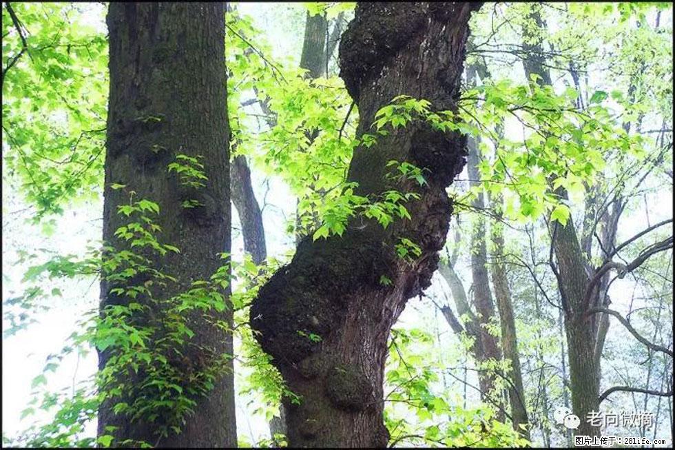 【春天,广西桂林灌阳县向您发出邀请!】在小龙村与春天约会 - 游山玩水 - 芜湖生活社区 - 芜湖28生活网 wuhu.28life.com