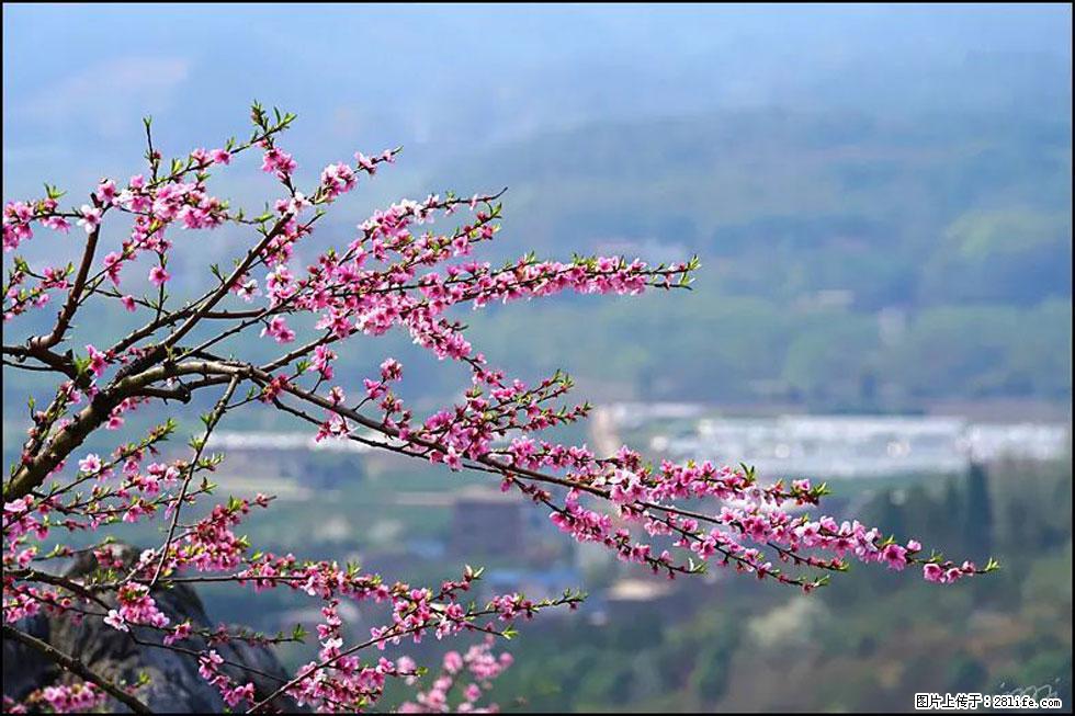 【春天,广西桂林灌阳县向您发出邀请!】望月岭上桃花开 - 游山玩水 - 芜湖生活社区 - 芜湖28生活网 wuhu.28life.com