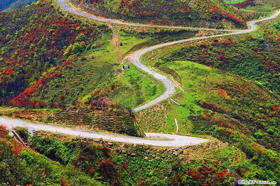 【春天,广西桂林灌阳县向您发出邀请!】春木界上映山红 - 游山玩水 - 芜湖生活社区 - 芜湖28生活网 wuhu.28life.com
