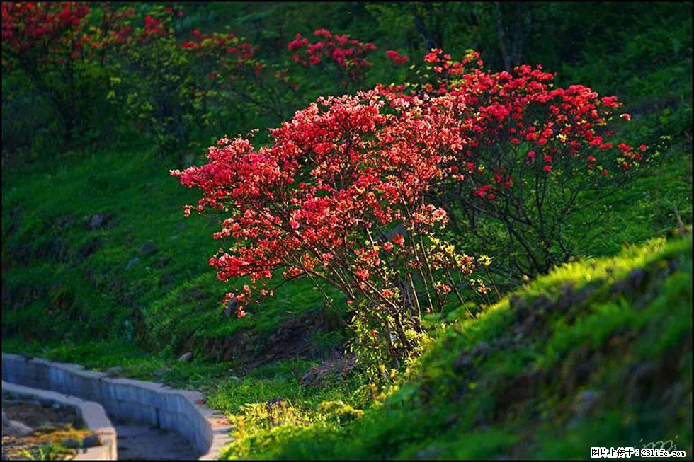 【春天,广西桂林灌阳县向您发出邀请!】春木界上映山红 - 游山玩水 - 芜湖生活社区 - 芜湖28生活网 wuhu.28life.com