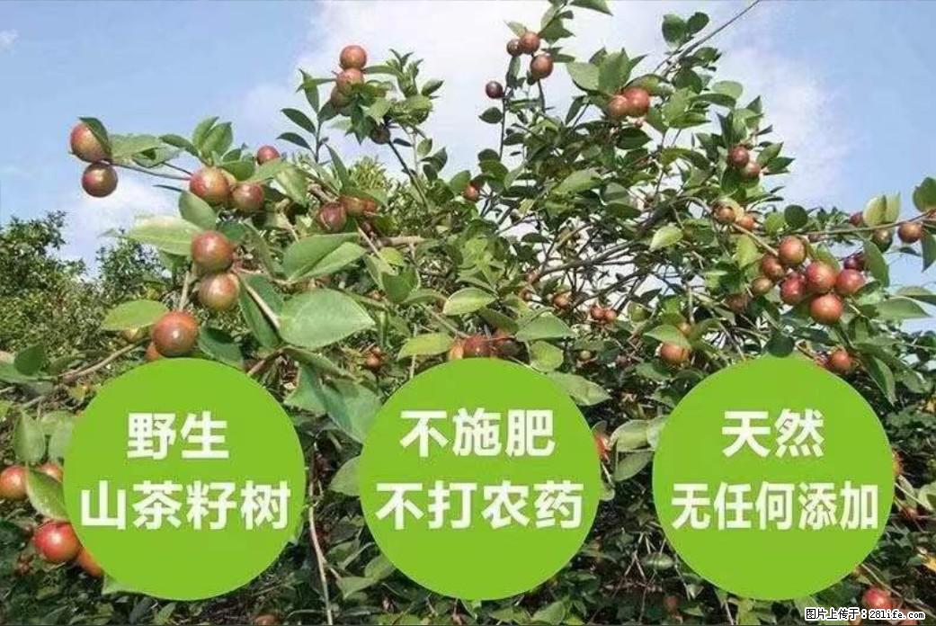 【灌阳县油茶产业示范区】一个有着充实的精神生活的人,对待身外之物自会有一种淡泊的态度 - 土特产 - 饮食特产 - 芜湖分类信息 - 芜湖28生活网 wuhu.28life.com