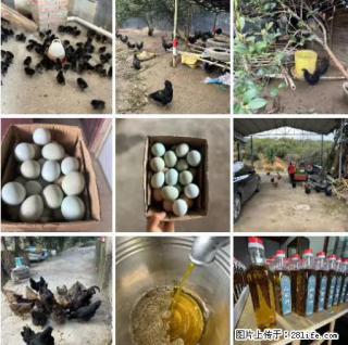 油茶园从小鸡仔开始养起的纯土鸡、土鸡蛋可以预定啦！还有前几天刚榨的纯山茶油哦 - 芜湖28生活网 wuhu.28life.com