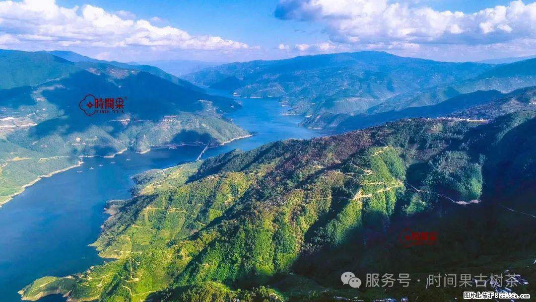 时间果百年古树龙珠普洱生茶 - 购物交流 - 芜湖生活社区 - 芜湖28生活网 wuhu.28life.com