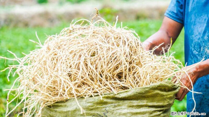 堪称“最难吃”的蔬菜，却是 “抗辐射神器”，还能护肺、清热、止咳化痰！ - 芜湖生活资讯 - 芜湖28生活网 wuhu.28life.com