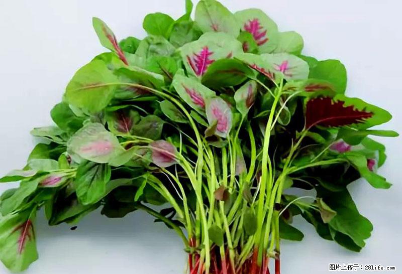 这些蔬菜是“天然钙片”，这6种被医生重点推荐 - 芜湖生活资讯 - 芜湖28生活网 wuhu.28life.com