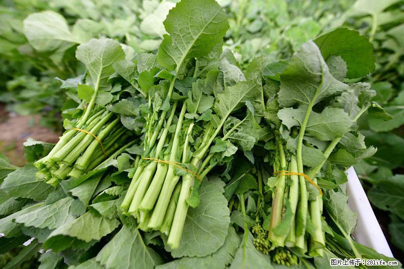 这些蔬菜是“天然钙片”，这6种被医生重点推荐 - 芜湖生活资讯 - 芜湖28生活网 wuhu.28life.com
